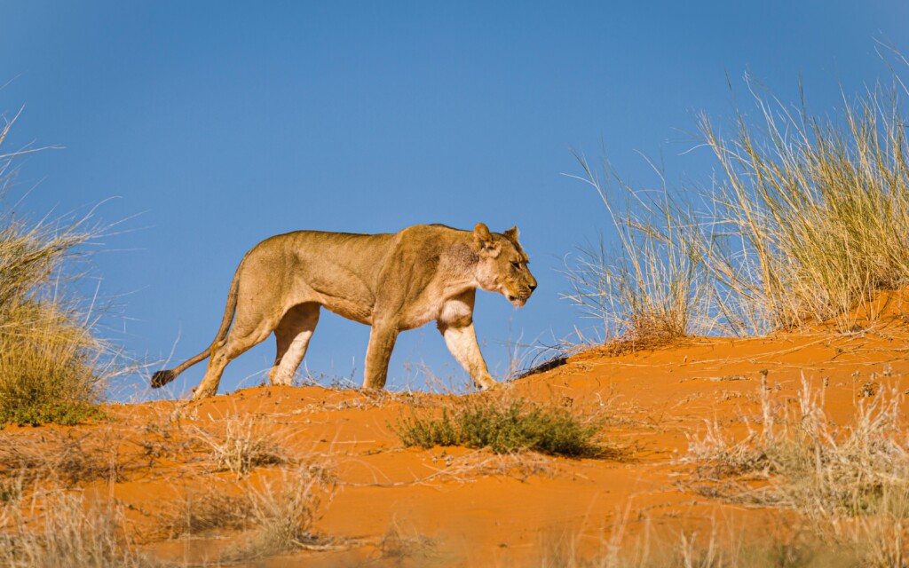 Skeleton Coast Park - Visit Namibia